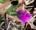 Bouton de Anemone hortensis var. pavonina
