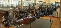 Mâchoire inférieure appartenant au spécimen de Penza, découvert en Russie, qui est l'un des plus grand fossiles connus de mosasaures.