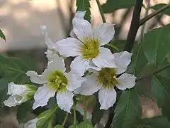 Description de l'image 文冠果 Xanthoceras sorbifolia -濟南泉城公園 Jinan, China- (9229875160).jpg.