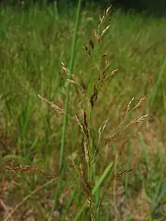 Description de l'image Agrostis capillaris.jpeg.