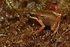 Description de l'image Allobates chalcopis.jpeg.