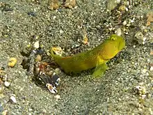 Gobie soufre aux côtés d'un spécimen de Alpheus djiboutensis