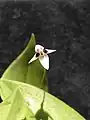 Pleurothallis anthrax ou Ancipitia anthrax.