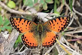 Issoria baumanni
