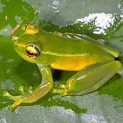 Description de l'image Boophis andohahela01.jpeg.