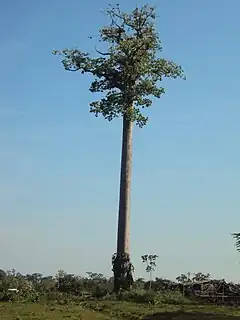 Description de l'image Cavanillesia platanifolia.jpeg.