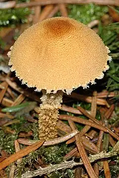 Marge serruléeCystoderma amianthinum