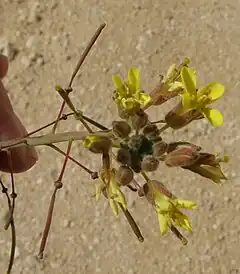 Description de l'image Diplotaxis harra flower and pods.JPG.