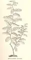 Hydrallmania falcata