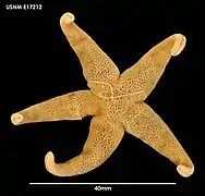 Henricia studeri