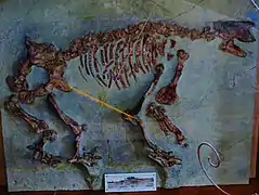 Chalicotherium