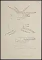 Forme immature Nymphe I de Dermanyssus gallinae par AC Oudemans