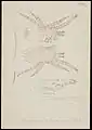 Forme immature Nymphe II de Dermanyssus gallinae par AC Oudemans