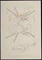 Dermanyssus gallinae mâle par AC Oudemans