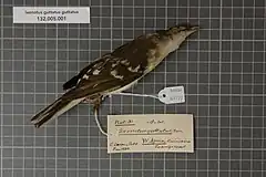 Description de l'image Naturalis Biodiversity Center - RMNH.AVES.126277 1 - Ixonotus guttatus guttatus Verreaux, 1851 - Pycnonotidae - bird skin specimen.jpeg.