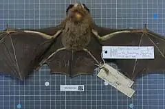 Description de l'image Naturalis Biodiversity Center - RMNH.MAM.33155.b ven - Hipposideros pratti - skin.jpeg.