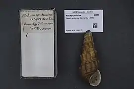 Jagora asperata