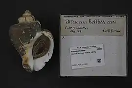 Macron aethiops