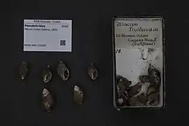 Macron lividus