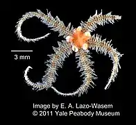 Ophiothrix angulata