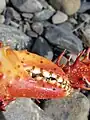 Lithodes santolla, détail d'une pince