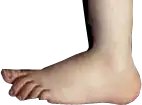 Le « pied de Cupidon » (Cupid's foot), l'empreinte des Monty Python et leur signature dans cette série.