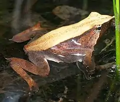 Ranita de Darwin (Rhinoderma darwinii)