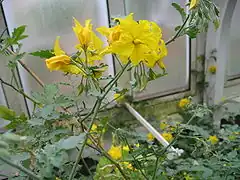 Description de l'image Solanum chilense (Flower).jpg.