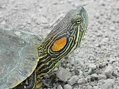 Description de l'image Trachemys gaigeae.jpeg.