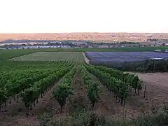 Vignes à Volx.