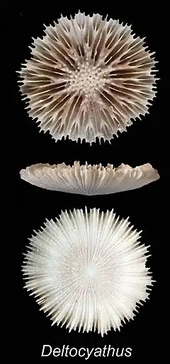 Deltocyathus rotulus